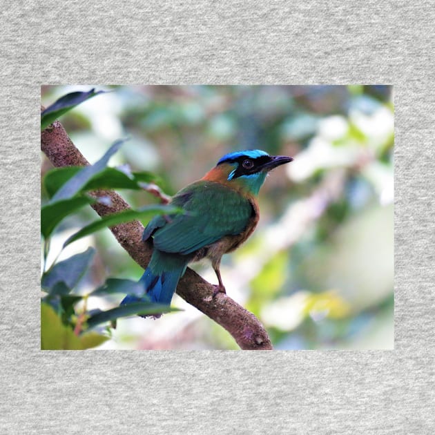 Blue Crowned Motmot Perching on Branch Photo by julyperson